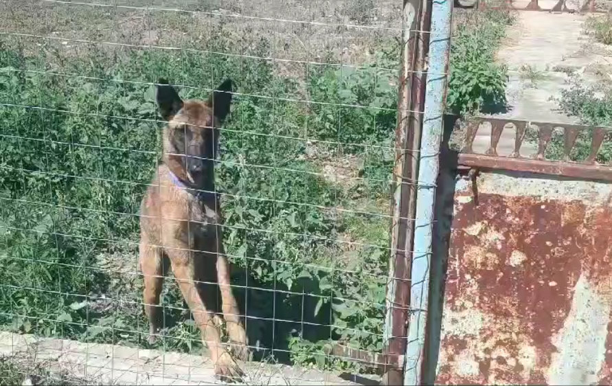 Câini chinuiți într-o curte părăsită