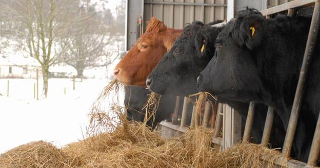 Măsuri pentru protejarea animalelor pe timpul iernii