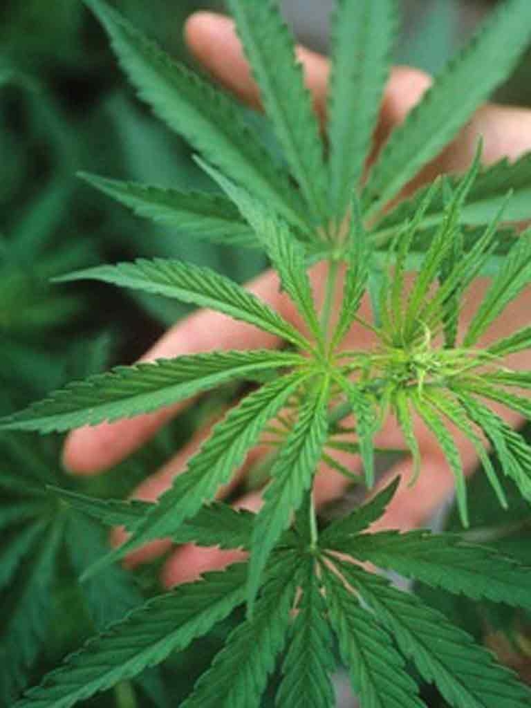 (VIDEO) Plantaţie de CANNABIS descoperită într-o vie! Poliţiştii au confiscat DROGURI de peste 150.000 de lei