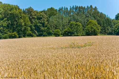 Nu mai depunem proiecte de împădurire 