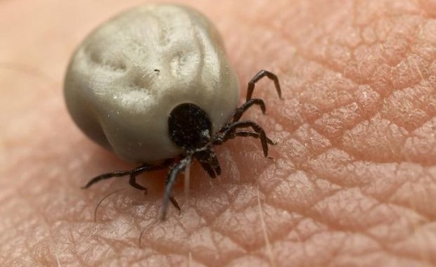 În ultima săptămână, 98 de cazuri de muşcături de căpuşe 