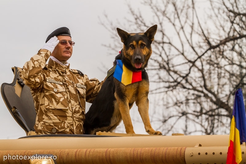 Important pentru stăpânii de câini: Teste gratuite pentru diagnosticarea dirofilariozei