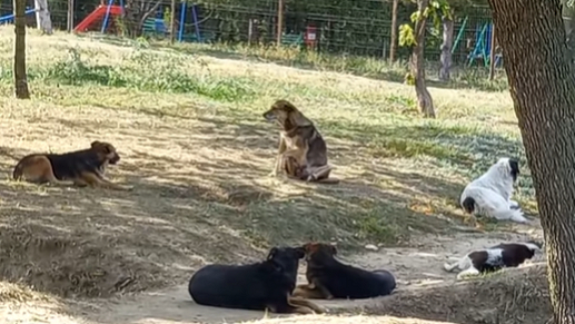 Oameni speriați de haitele de câini din parcul de la Turnul TV