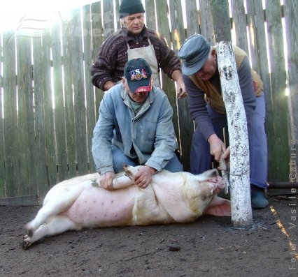 Asomarea porcilor tăiaţi de Crăciun, un eşec total la Galaţi