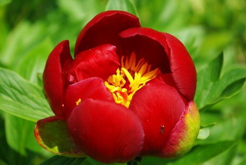 E literă de lege! Bujorul a fost declarat oficial Floare Națională