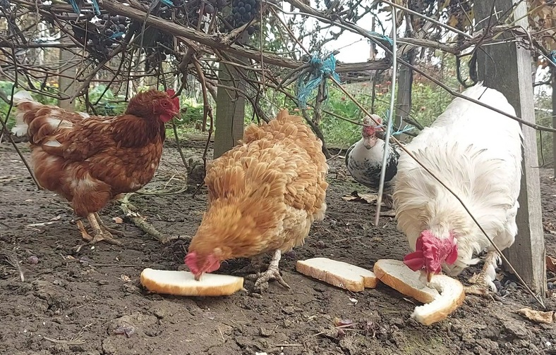 Cloșca cu puii de taur comunal