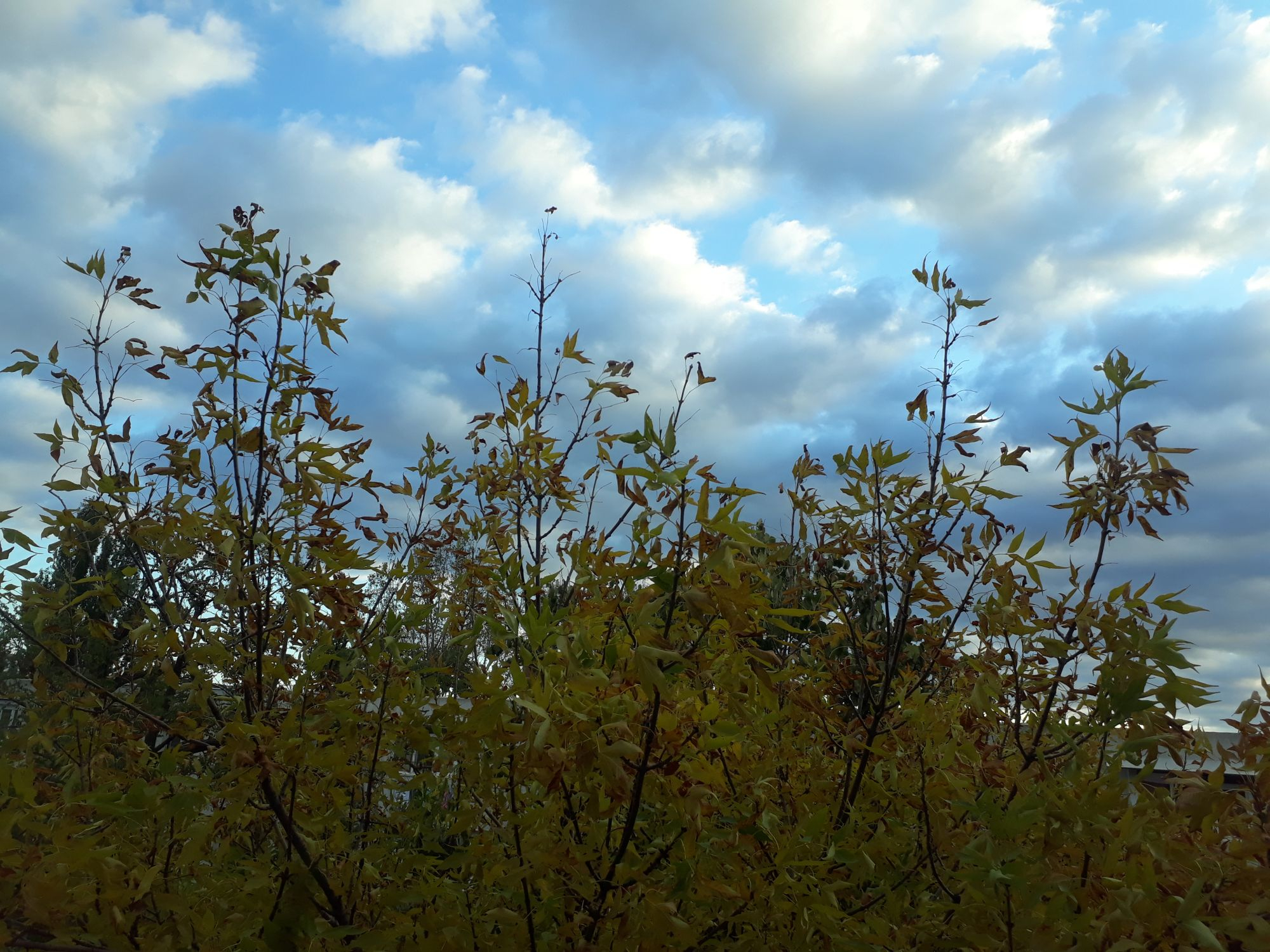 PROGNOZA METEO | Cum va fi vremea, în acest WEEKEND, la Galați