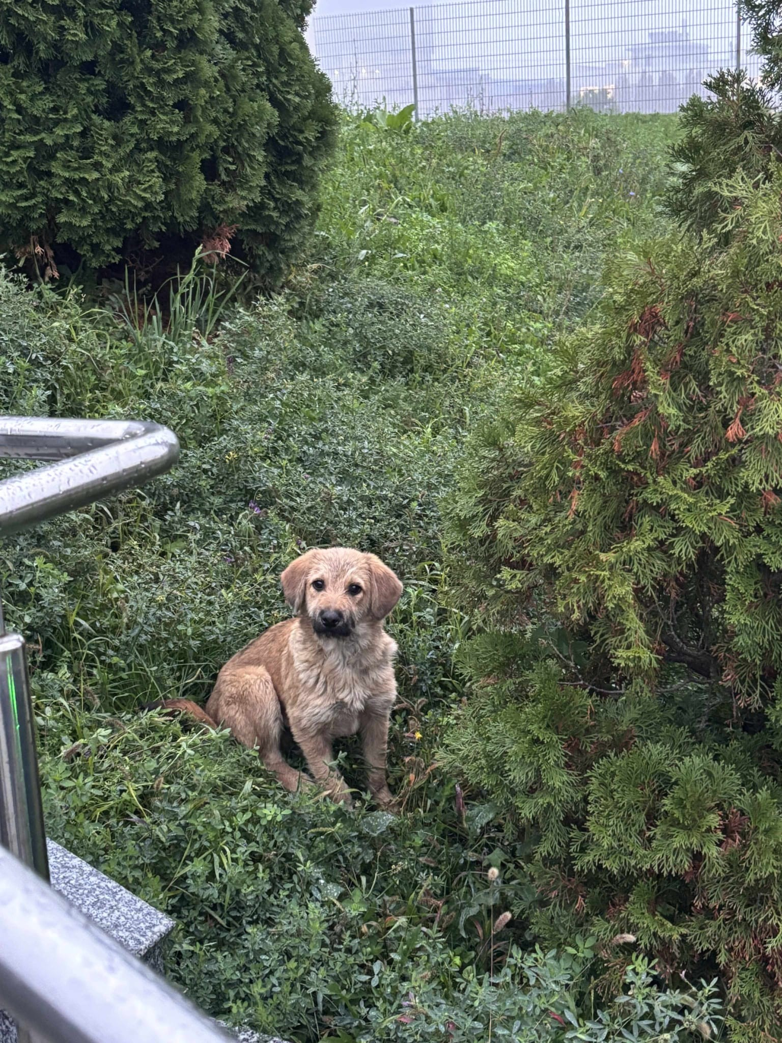 Un căţel blând are nevoie de o familie (GALERIE FOTO)