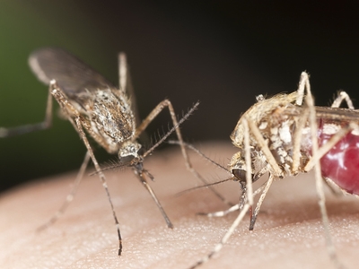 Al doilea caz de infectare cu virusul ZIKA a fost confirmat în România