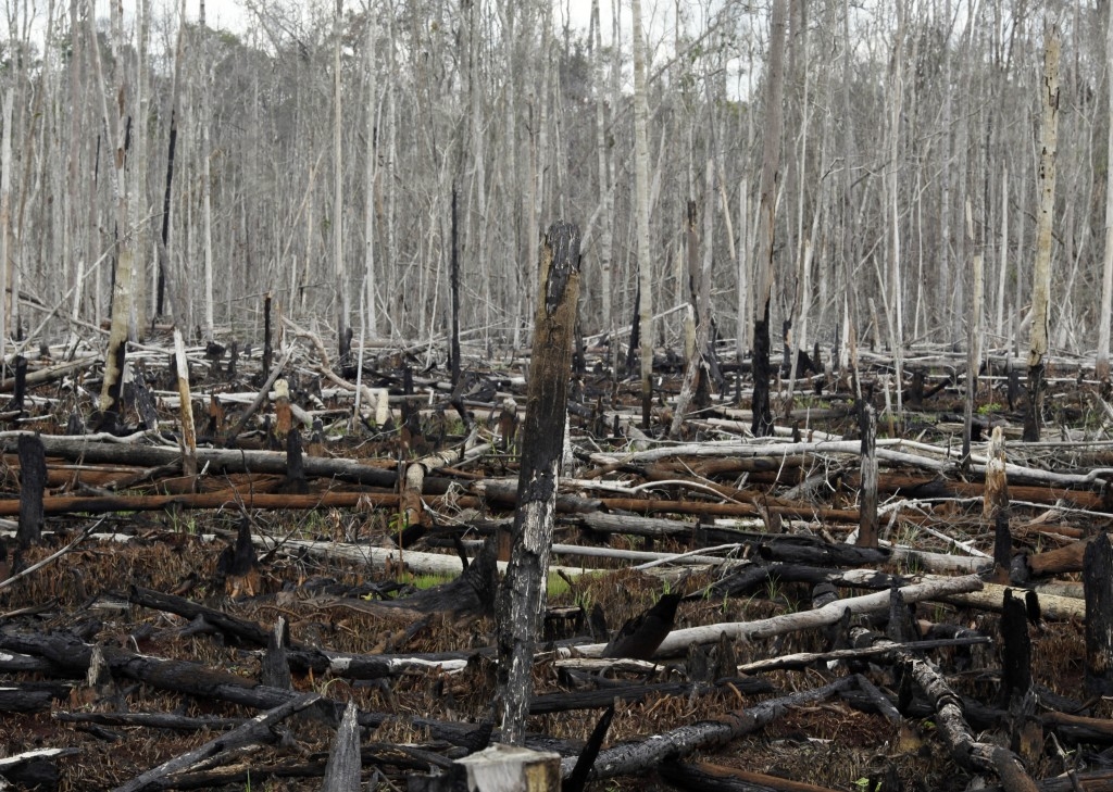 Google a lansat un observator mondial al despăduririlor