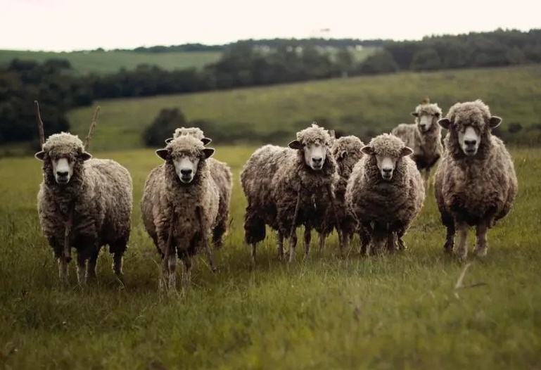 Pesta micilor rumegătoare continuă să se extindă