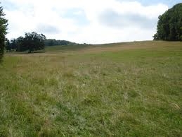 Deputaţii cer ca pajiştile să fie concesionate pe şapte ani