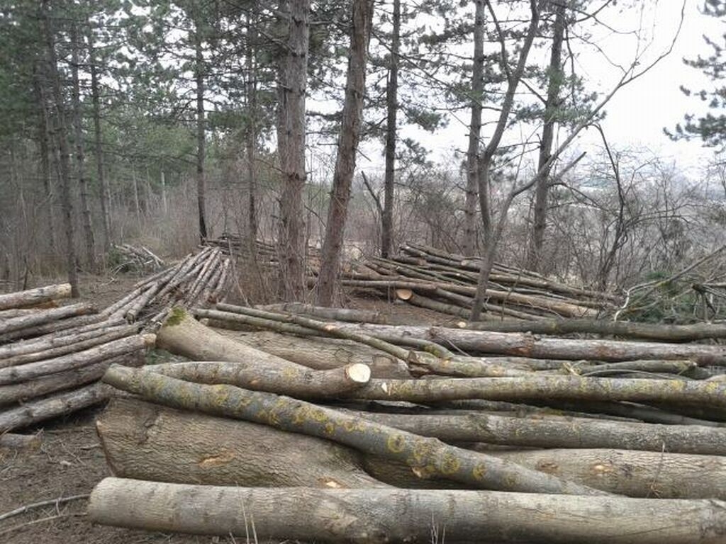 PĂDURILE din judeţ, DEFRIŞATE pe bandă. Două GRUPURI DE HOŢI au fost PRINSE ÎN FLAGRANT