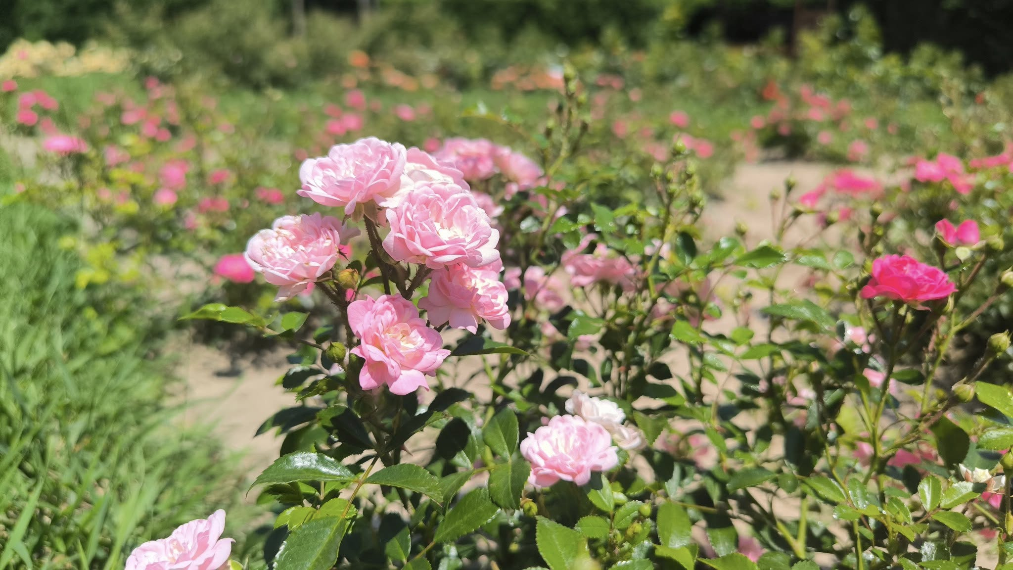 Trandafirii fac spectacol în Grădina Botanică. „Sophia Loren”, la Galaţi