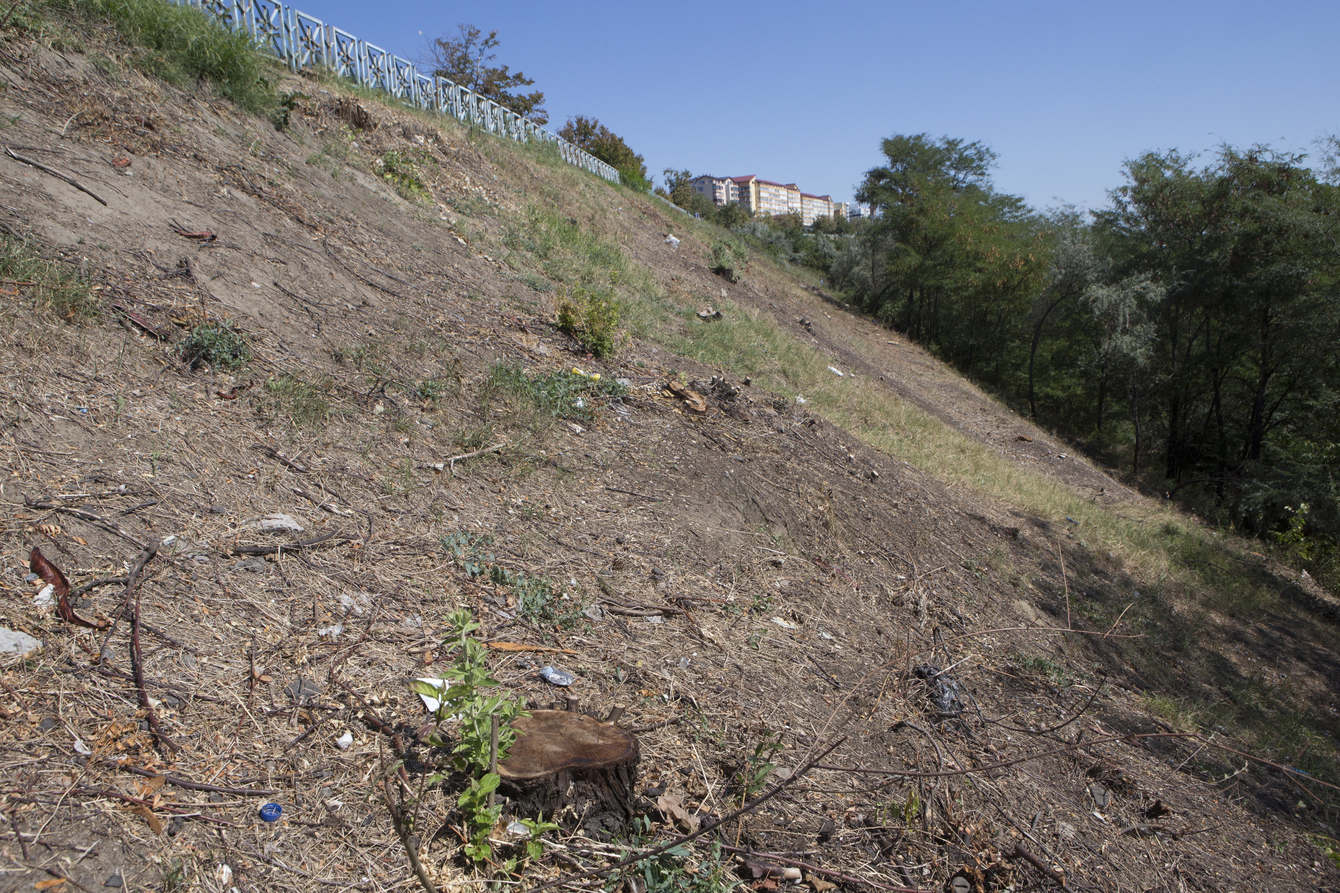 PRIMĂRIA A TĂIAT COPACII de pe FALEZĂ, dar a CONTESTAT AMENDA