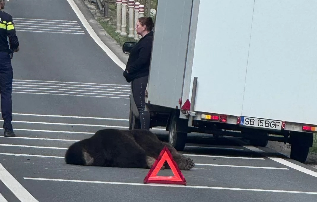 Urs lovit de două mașini pe DN 1