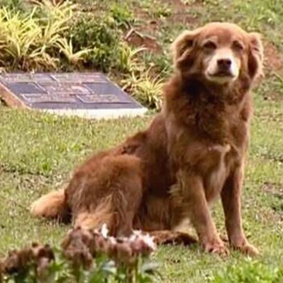 Legea Bob „Groparul”, aprobată. Câinele loial care a schimbat legislația