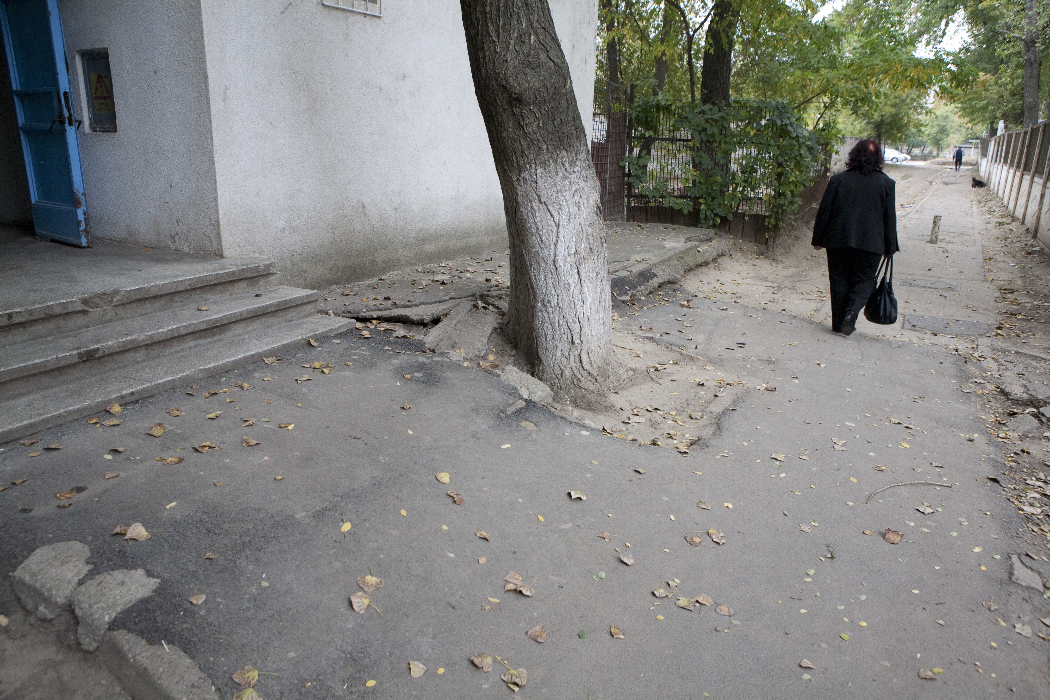 Blocul K9 şi vrejul de plop: Rădăcinile copacilor sparg asfaltul