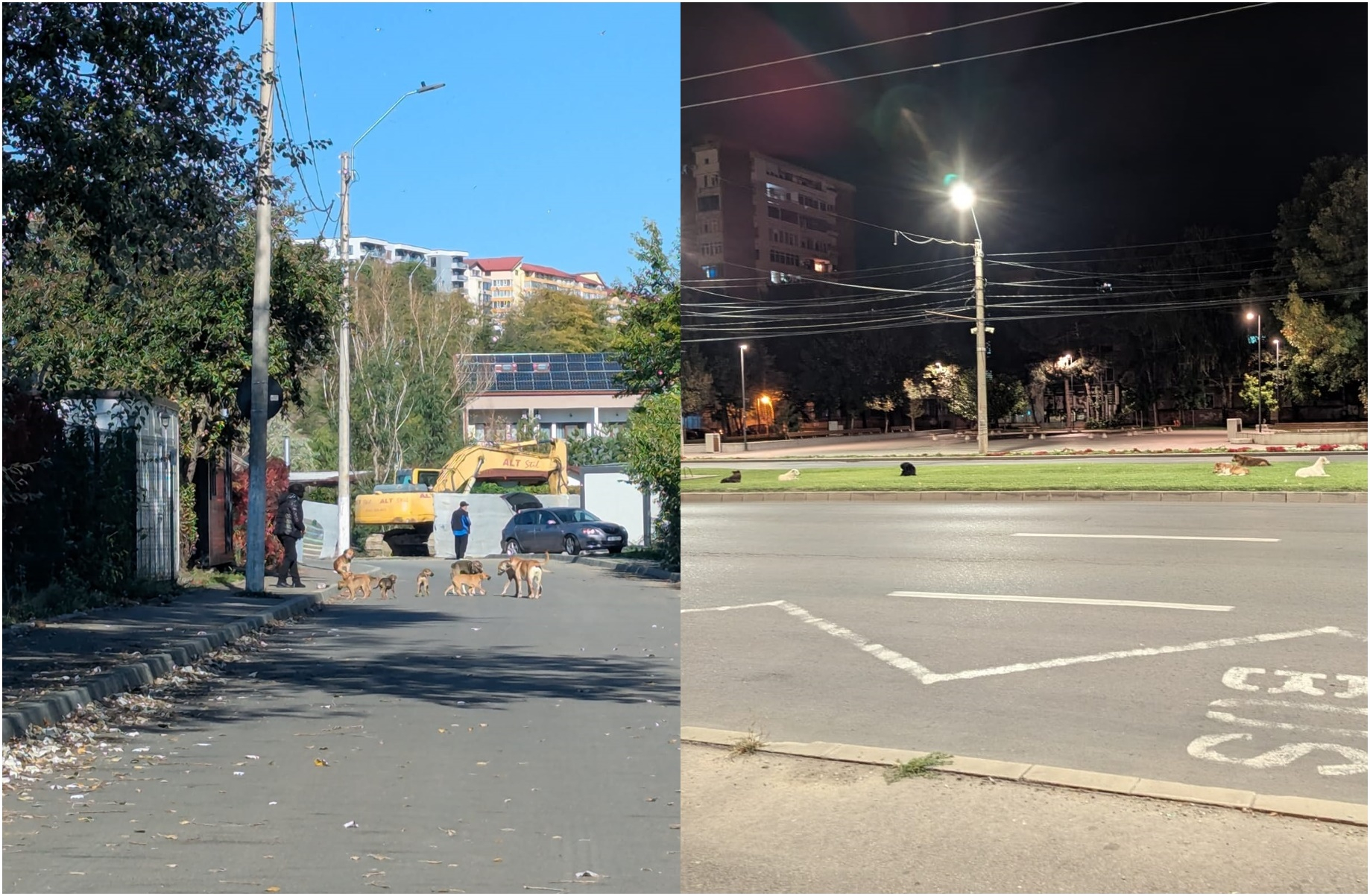 Câte haite de câini vagabonzi terorizează oraşul