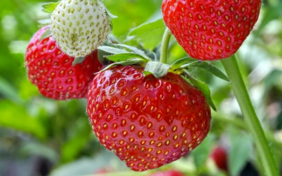 Căpșuni: pluralul defect. Sărmana limbă română