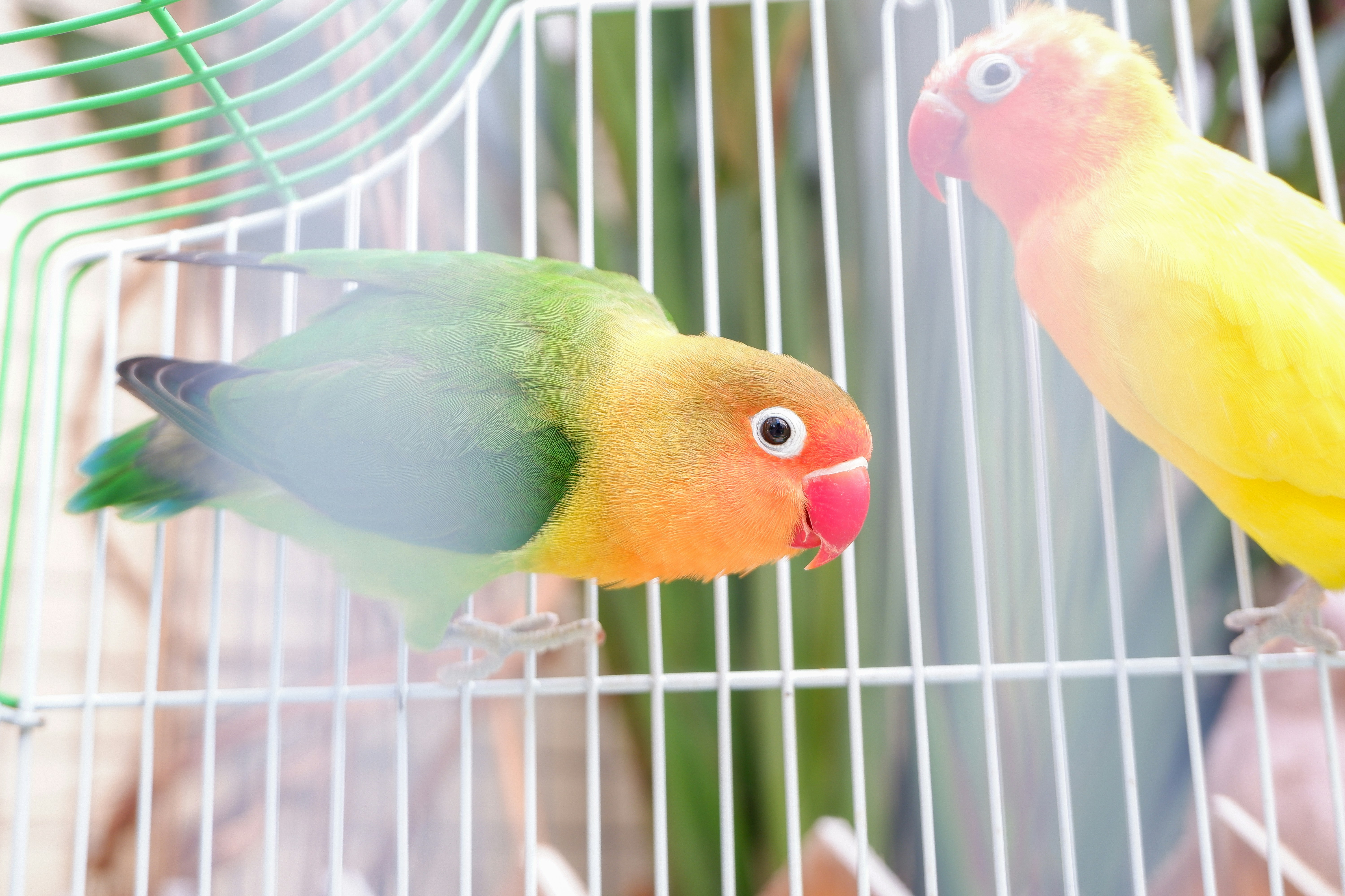 Cum menţinem un papagal sănătos şi fericit