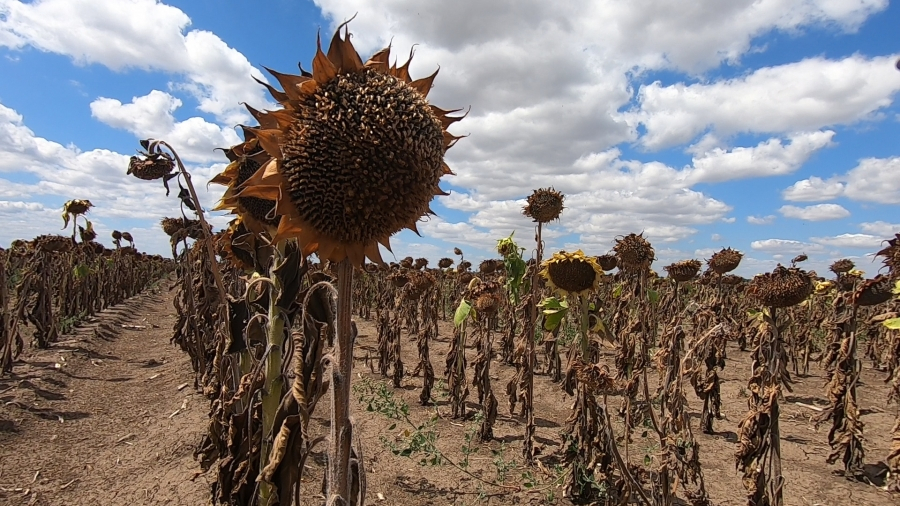 Fermierii vor primi mai puţini bani pentru culturile calamitate în primăvara trecută