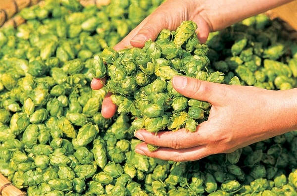 Medicina naturistă. Trei remedii împotriva anxietăţii