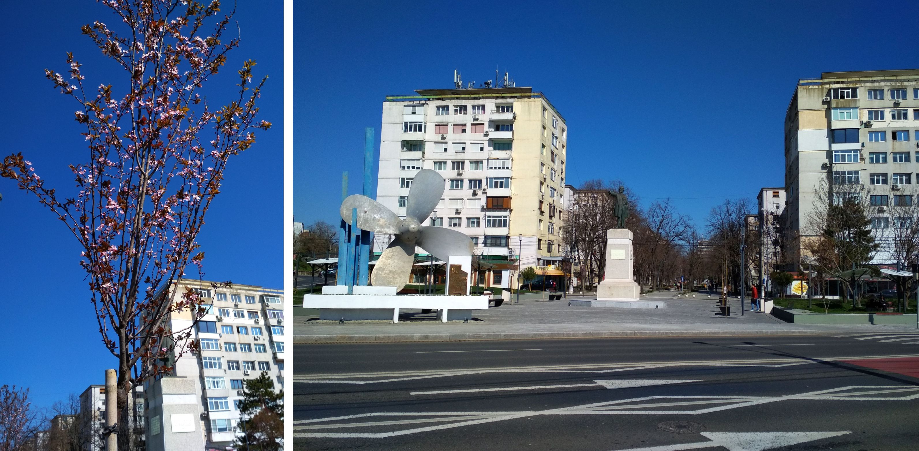 Călin veșnic verde și corcoduși roșii, în Parcul „Ion C. Brătianu”