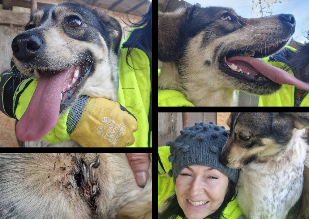 Cătălina, un câine chinuit, transformat prin iubire. Şcoala iubitorilor de animale