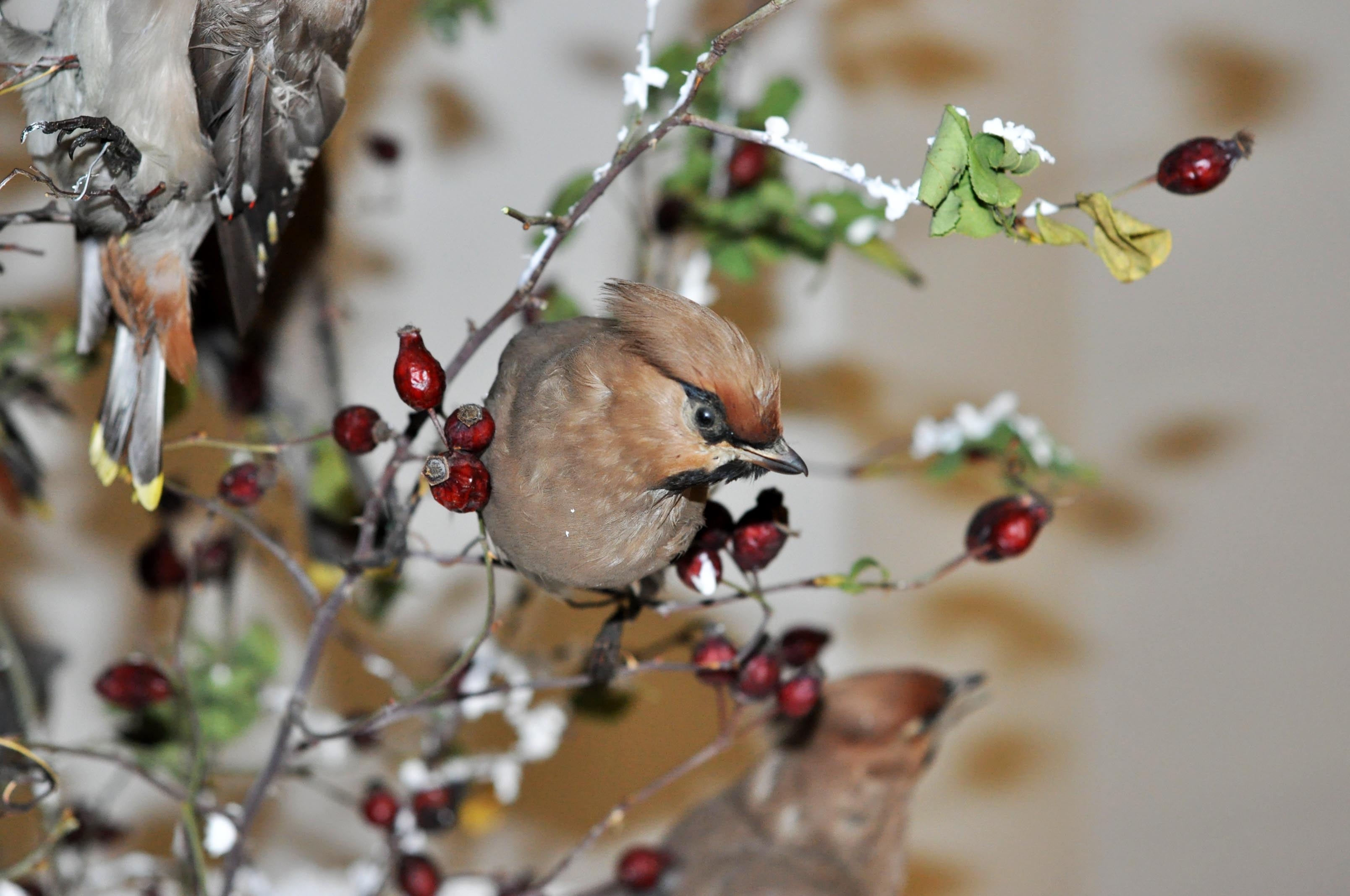 La Complexul Muzeal de Ştiinţele Naturii/ Mătăsarul, vedeta lunii
