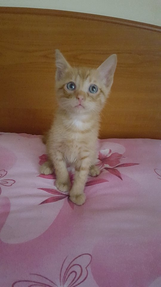 Campanie VL "Adoptă un suflet" | Ia-l acasă pe Mandarină, un motănel iubitor