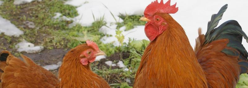 Suspiciuni de salmonella, verificate de ANSVSA