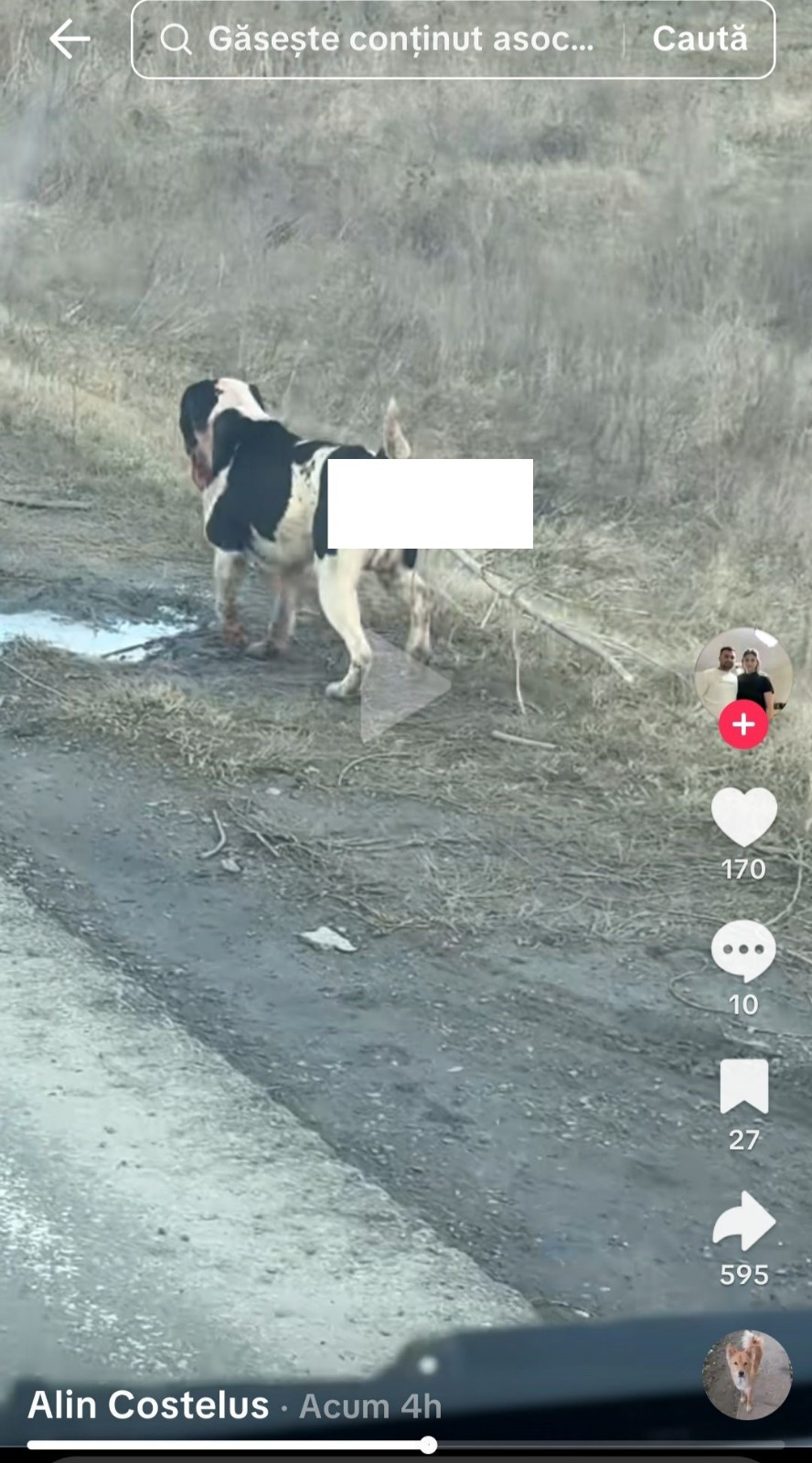 Un câine maltratat, filmat și postat online a declanșat o anchetă la Galați