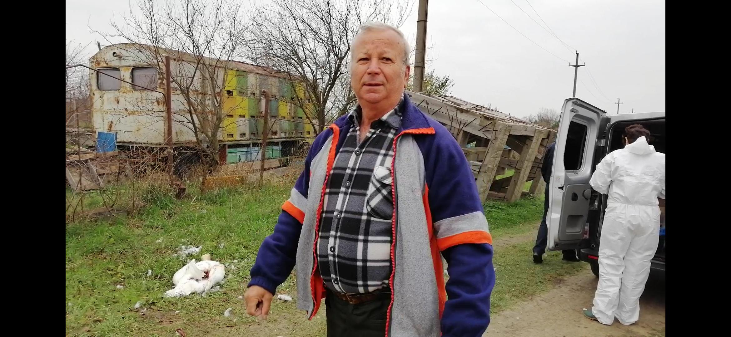 Lebădă moartă în apropierea graniţei