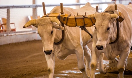 Când omori boii, cari jugul