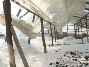 Ministrul Agriculturii se întâlneşte cu legumicultorii de la Matca, după dezastrul provocat de ger