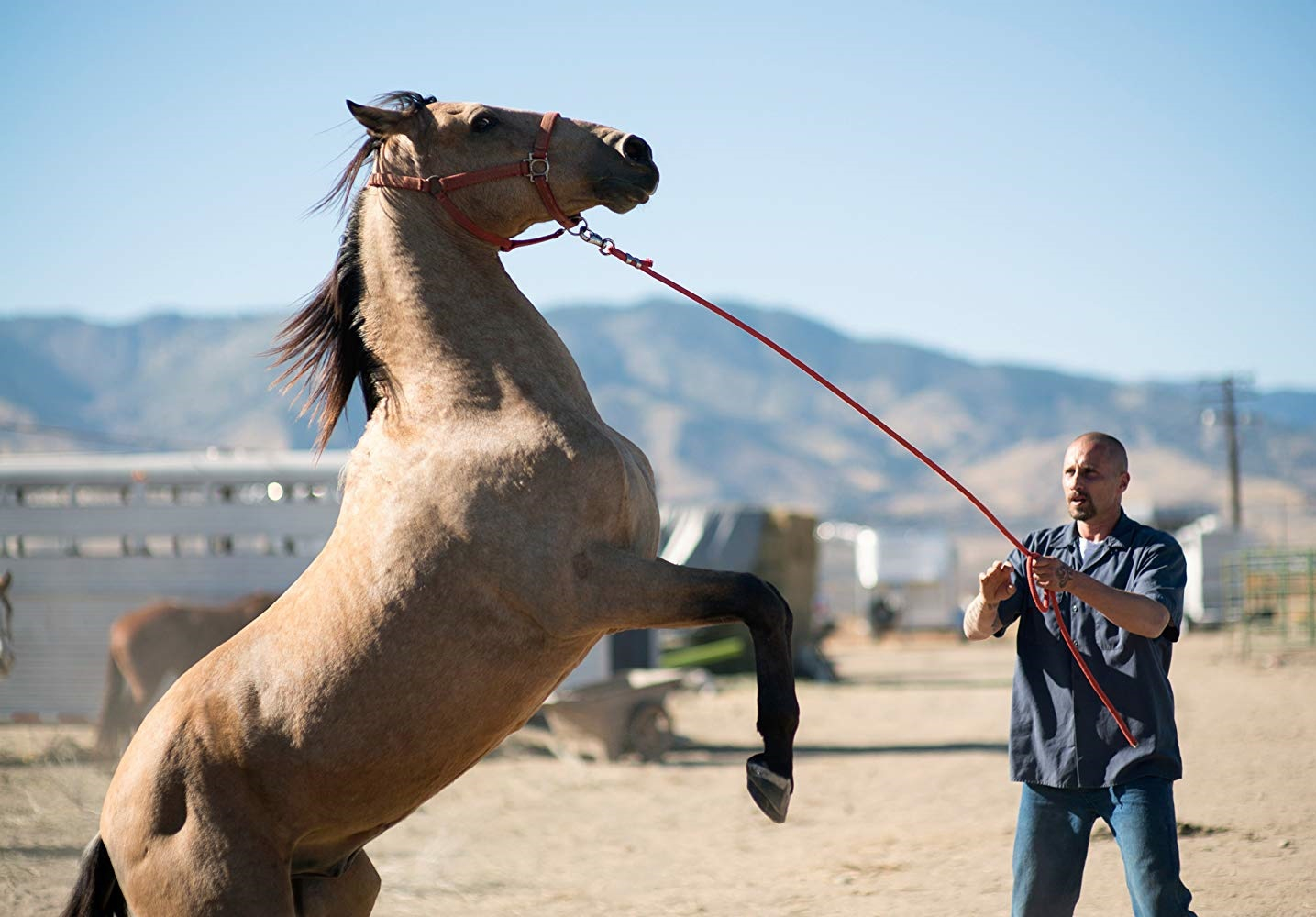 Dresarea cailor sălbatici, în filmul zilei la tv