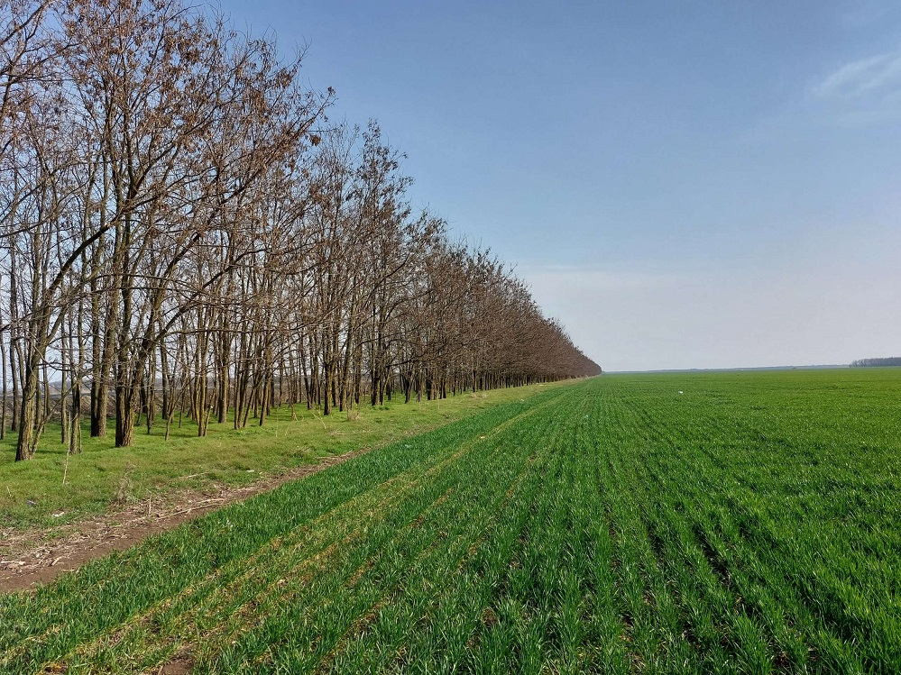 Finanțări pentru toate tipurile de perdele forestiere