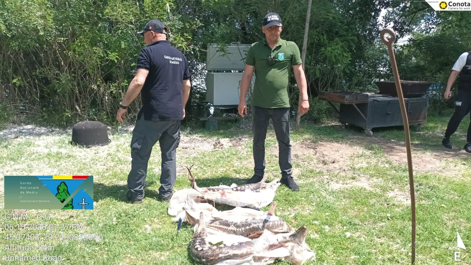Sturioni găsiți de Garda de Mediu într-o ladă frigorifică