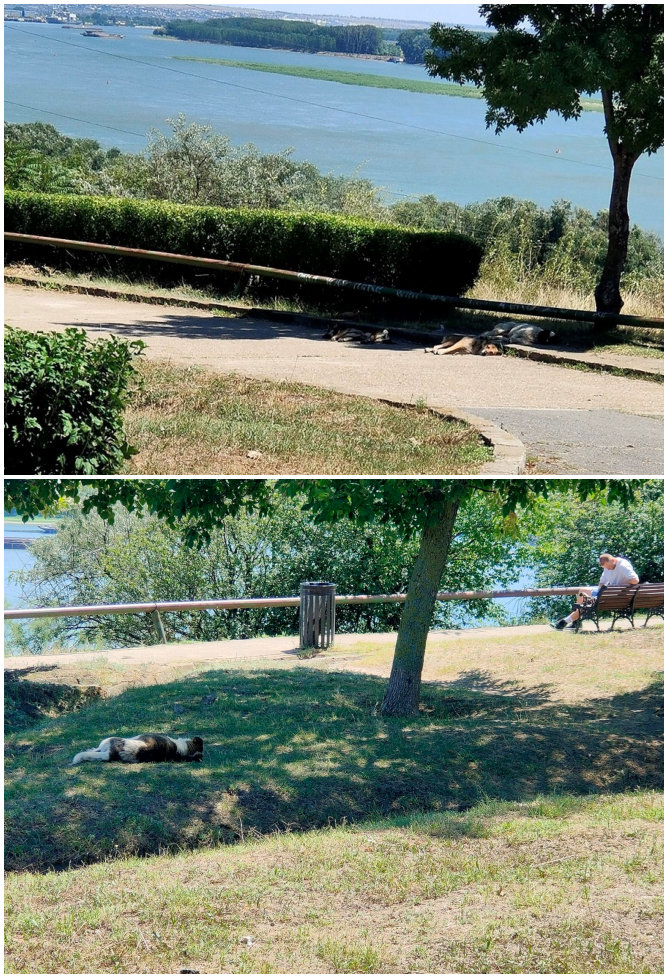 Circuitul câinilor în natură, la Turnul TV. Cum înţeleg unii gălăţeni adopţia unui animal