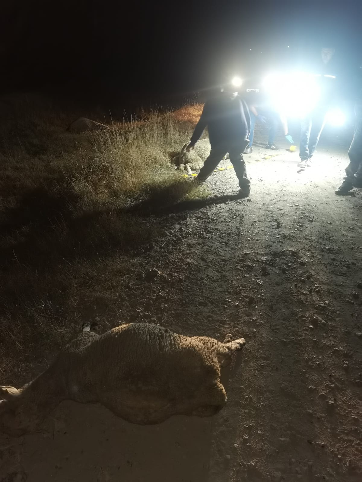 Oi ucise în masă la Foltești