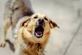 Copil de trei ani, sfâșiat de câini în curtea casei