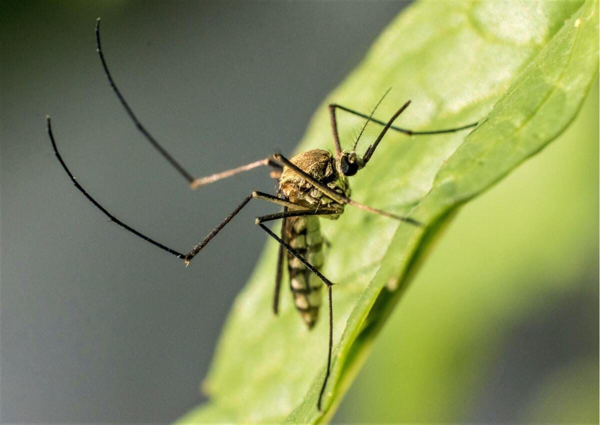 Numărul gălăţenilor infectaţi cu West Nile a ajuns la şase