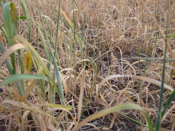 Galaţiul, locul trei în ţară la irigaţii 