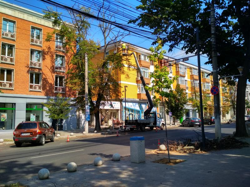 Primăria vrea "tomograf" pentru arbori, pentru a preveni tăierile abuzive