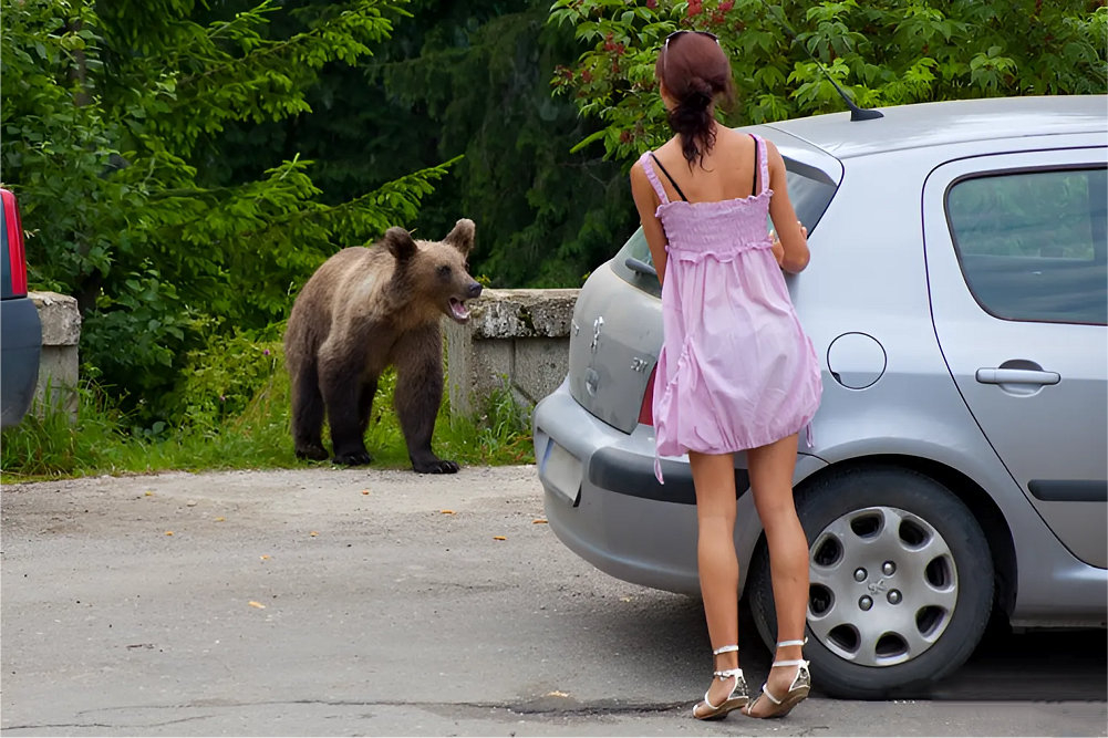 La Sinaia au apărut urșii cu platfus orar