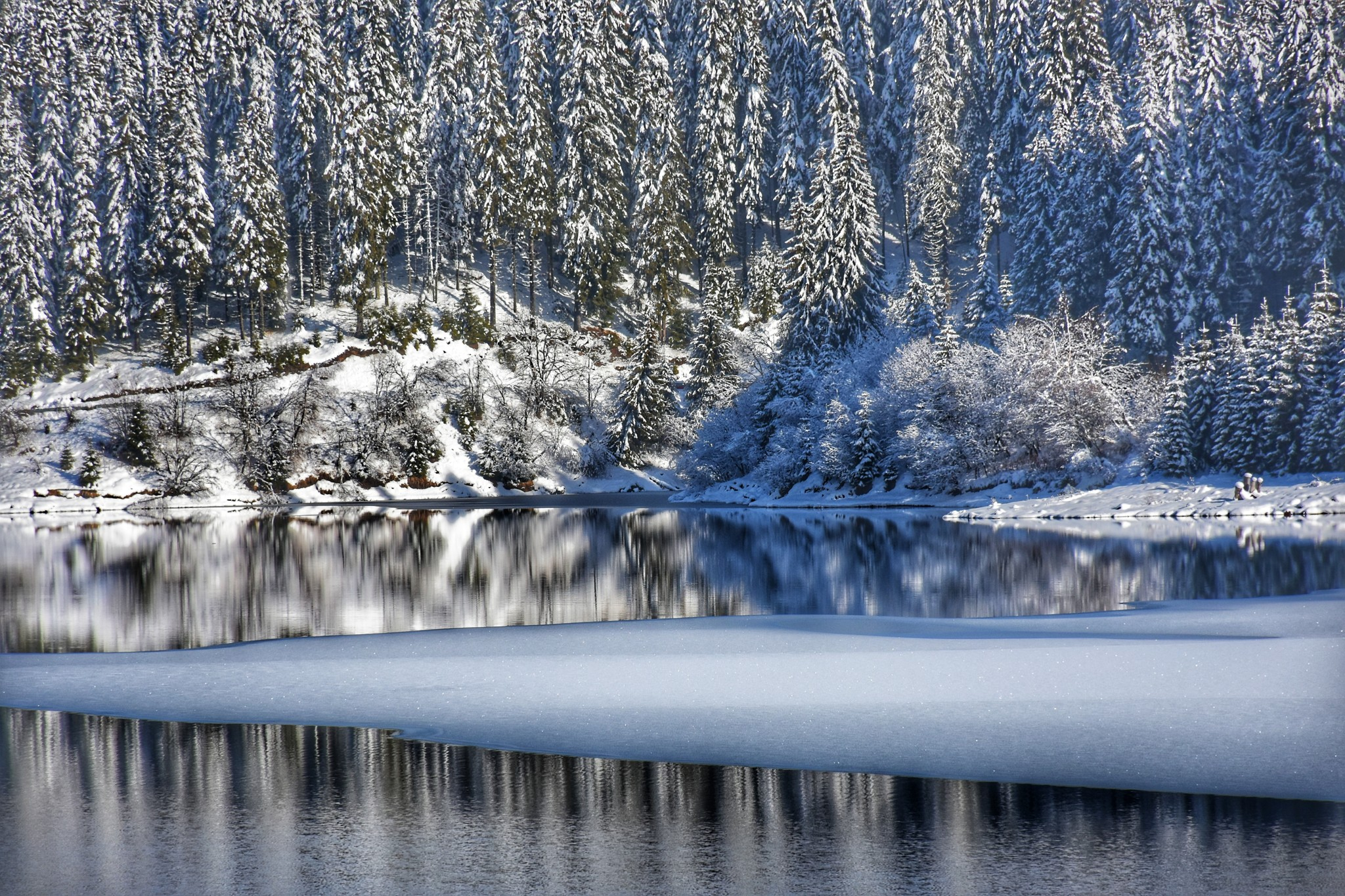 Campanie de împăduriri, cu fonduri europene