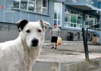 O sută de câini eutanasiaţi, pe lună