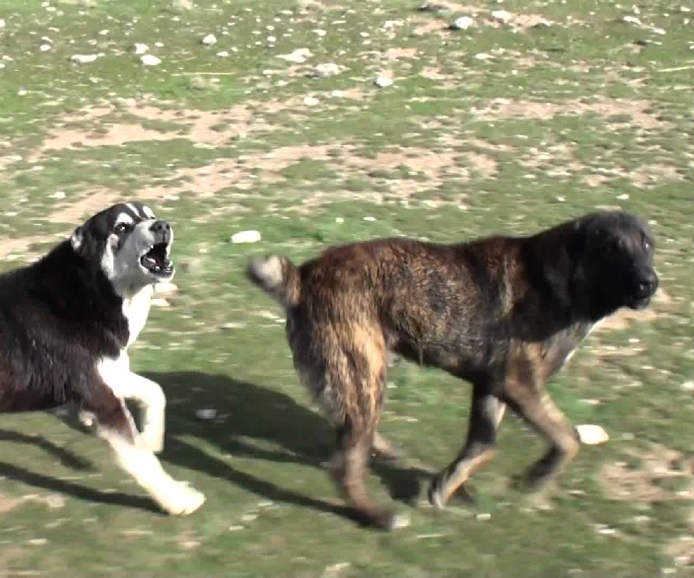 PROBLEME într-o comună gălăţeană - "Abia lucrăm, de FRICA ciobanilor!"