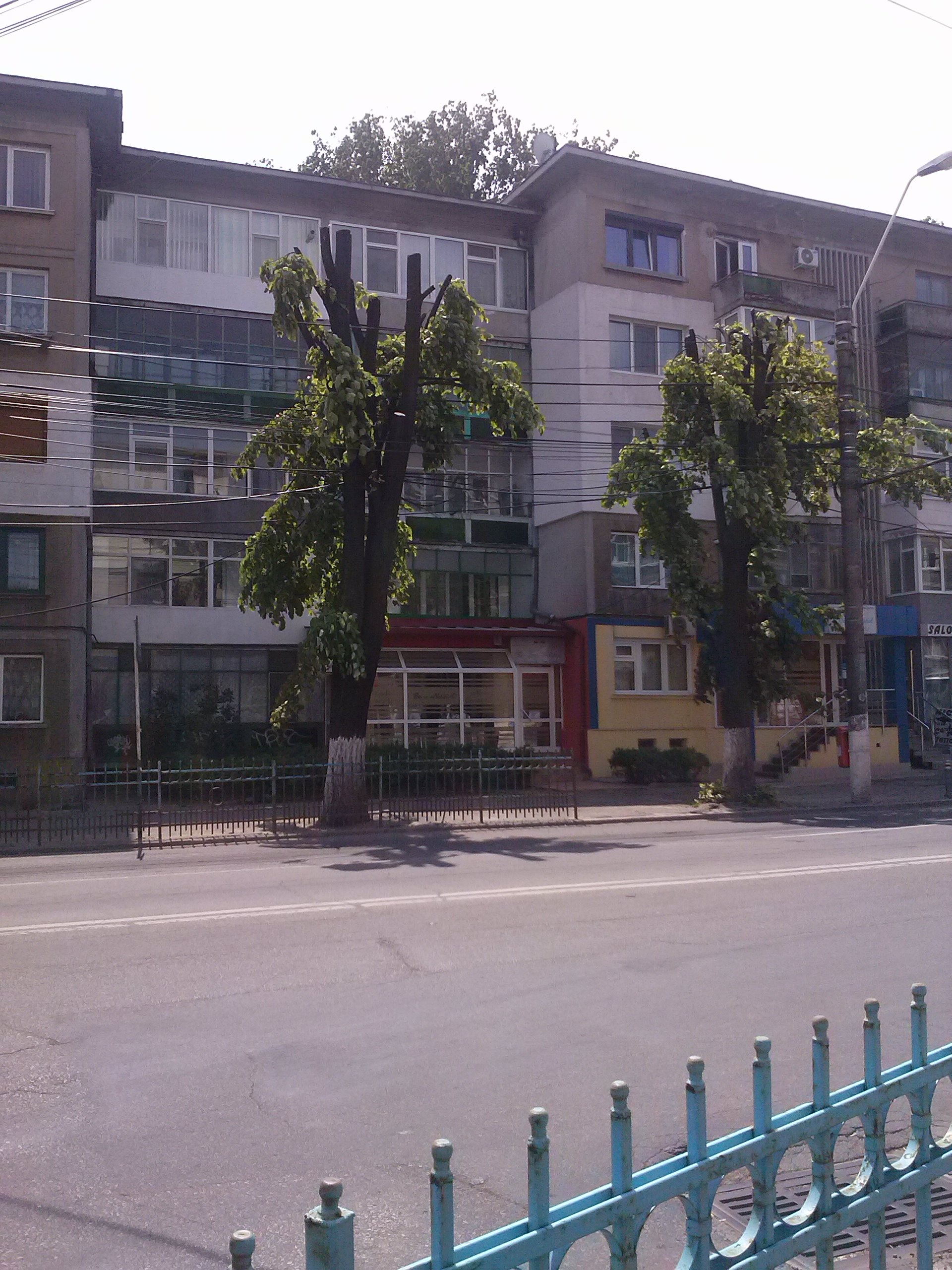 Un specialist dezvăluie: "Frumoşii tei ai Galaţiului vor ajunge până la urmă lemn de foc"